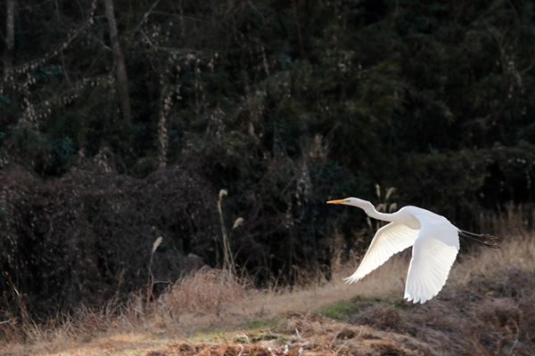 フットパスとは？醍醐味は意外すぎる動物にも出会えること!?