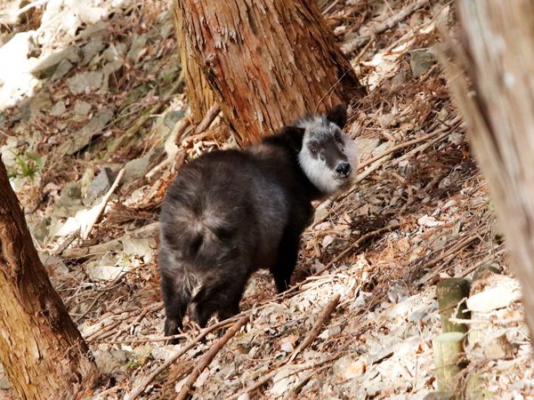 フットパスとは？醍醐味は意外すぎる動物にも出会えること!?