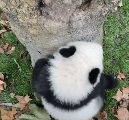 よいちょ♪ 子パンダ、木登りの練習を頑張る！