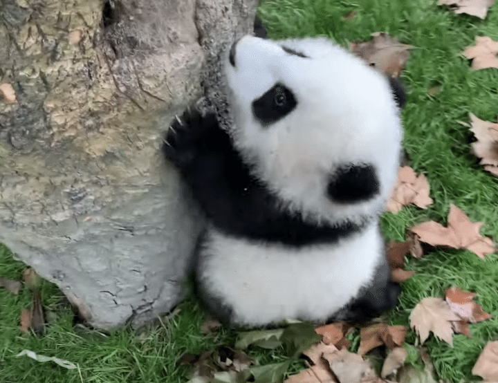 よいちょ♪ 子パンダ、木登りの練習を頑張る！