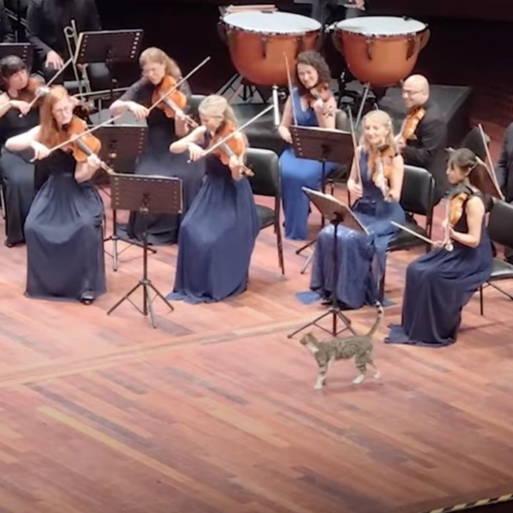 ベートーベン「田園」に合わせて登場する猫、オーケストラの前を横断
