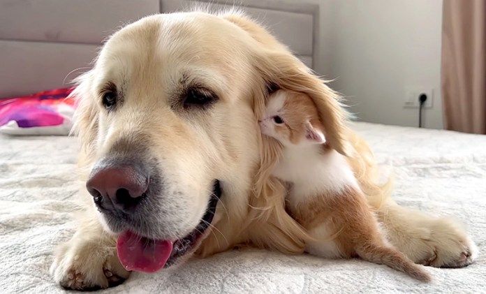 犬に寄り添う子猫