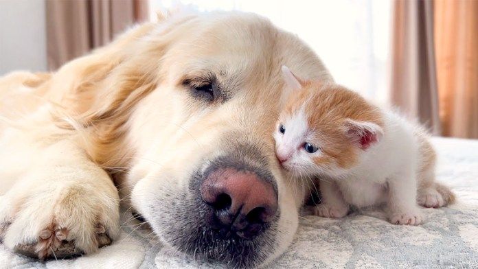 大きな犬と仲良しな子猫