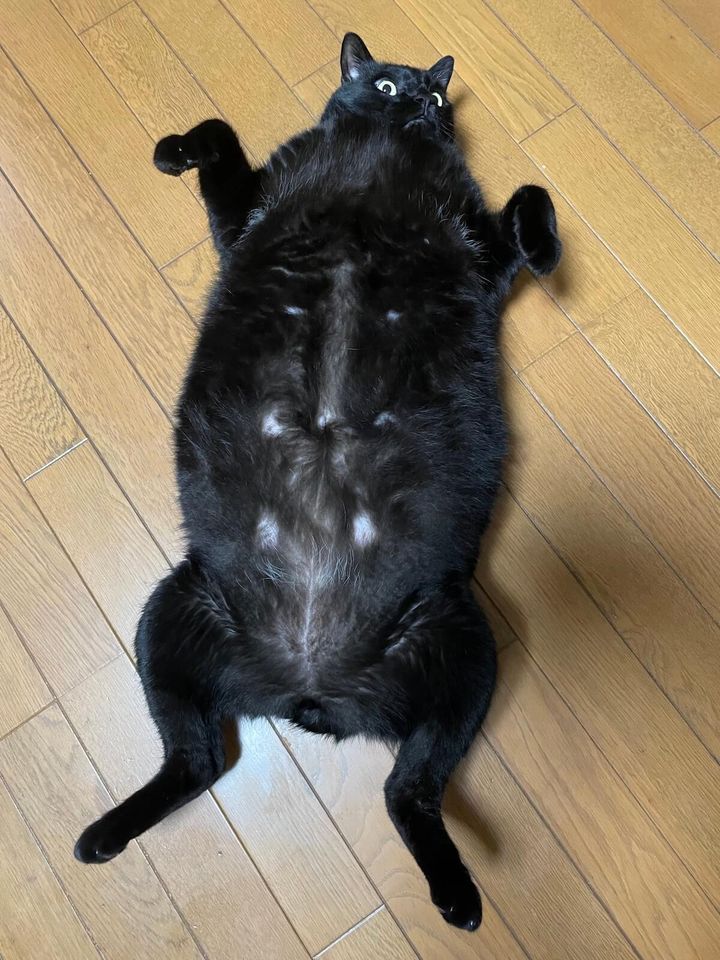 猫ではない生き物のような格好で寝転ぶ黒猫ちゃん