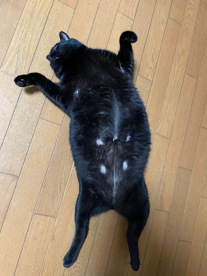 黒猫のくろすけ君