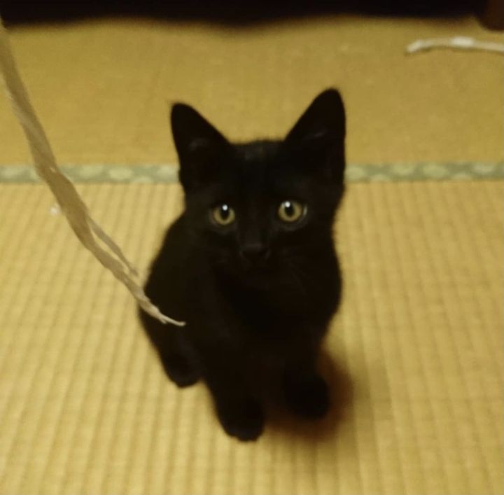 子猫の頃のくろすけ君