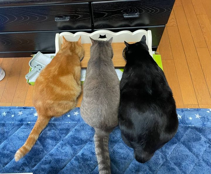 3匹一緒のご飯タイム