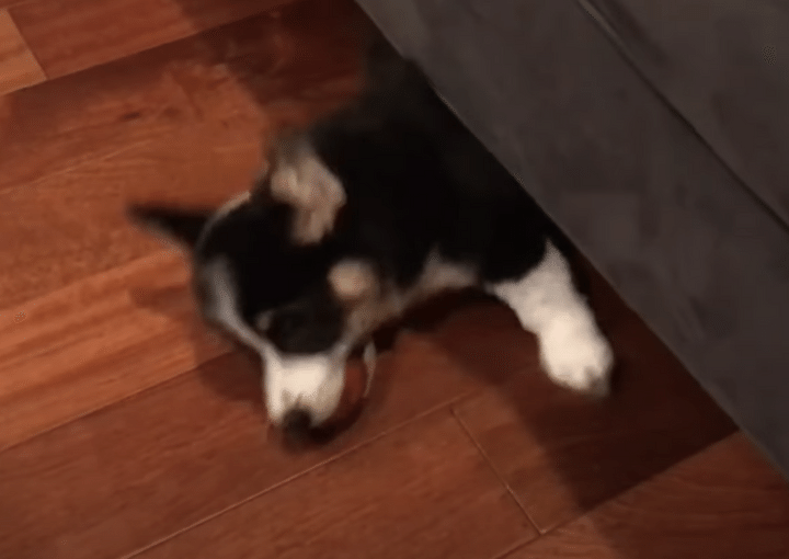 見事なスライディング！ 犬さんの動きにびっくり！