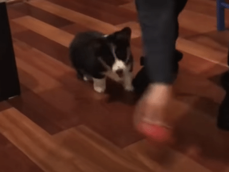 見事なスライディング！ 犬さんの動きにびっくり！