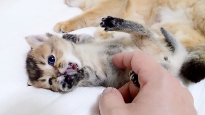 ヘソ天姿でナデナデされる子猫