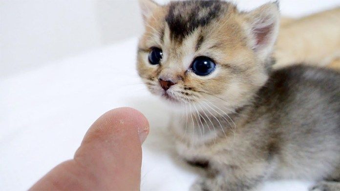 飼い主さんの匂いをチェックする子猫
