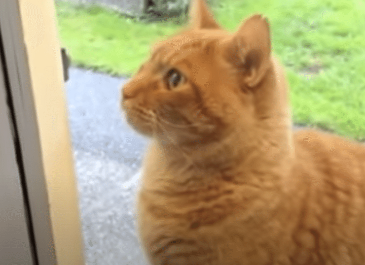 猫「ただいみゃ！いま帰ったよ〜」自分でドアベルを鳴らす賢い子！