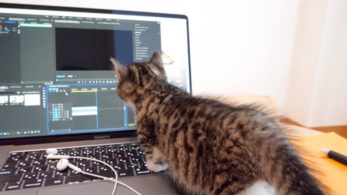 モニターの前をウロウロする子猫