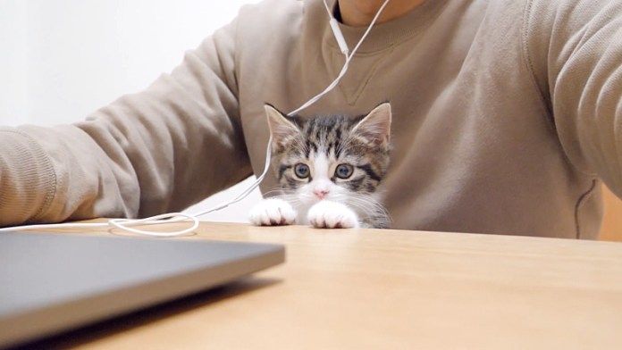 仕事に参加する子猫