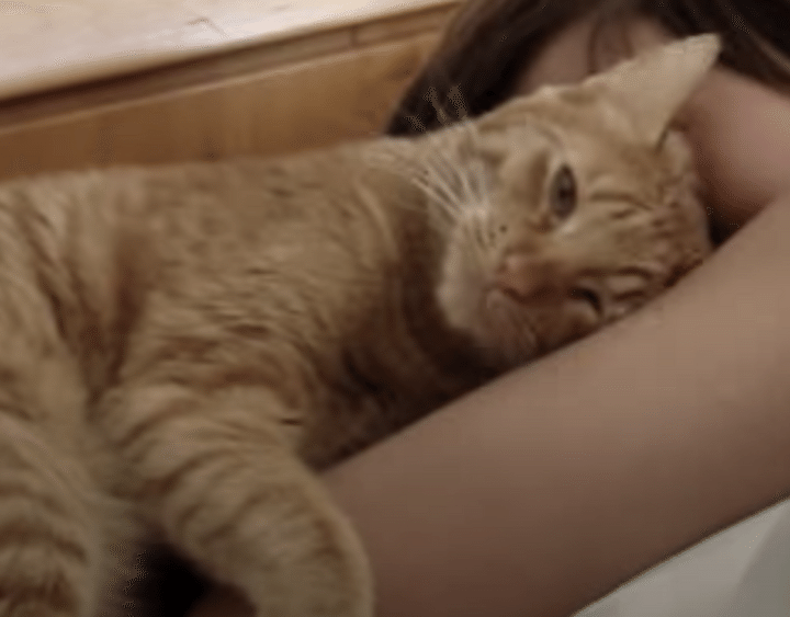 起きる？一緒に二度寝する？朝からむにゃむにゃ甘えん坊な猫。