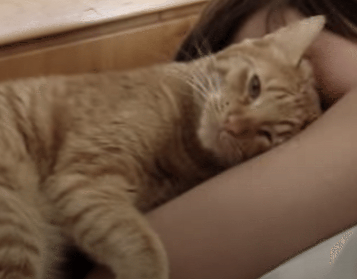 起きる？一緒に二度寝する？朝からむにゃむにゃ甘えん坊な猫。