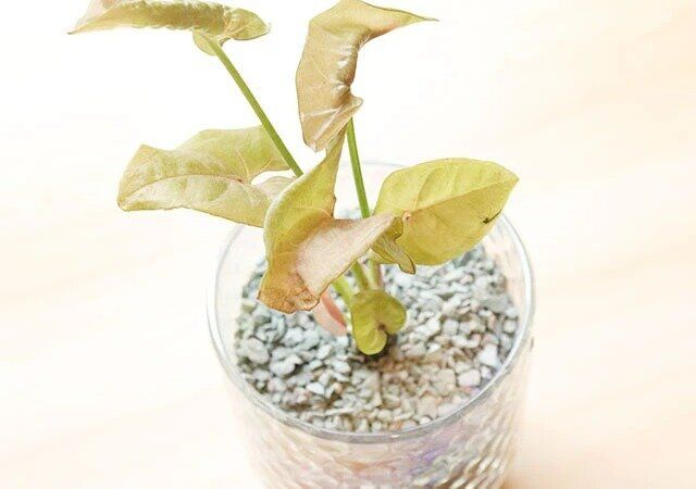 ダイソー 園芸グッズ 根腐れ防止ゼオライト 使用例