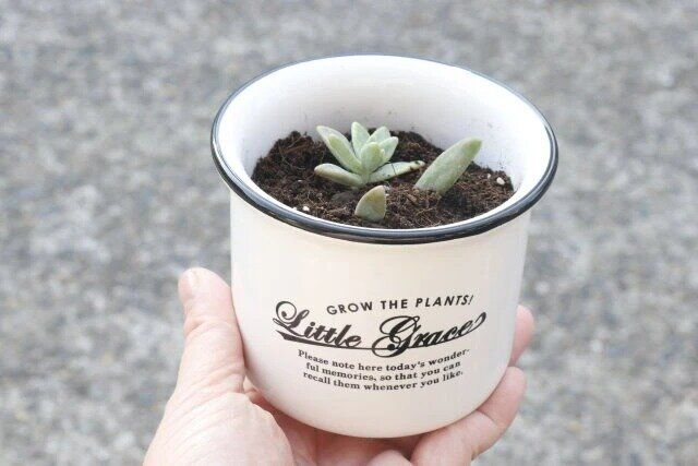 ダイソー 園芸グッズ 鉢底ネット（5.7cm×6cm×3.5cm、8個組） 使用感