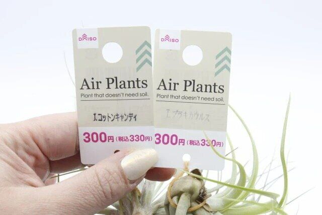 ダイソー 園芸グッズ エアープランツ 価格