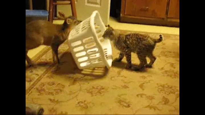 同居する子鹿と籠で遊ぶ猫、見え見えすぎるトラップにはまる