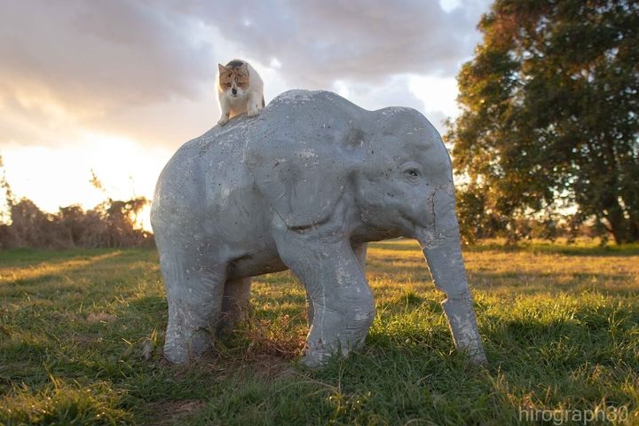 三毛猫ちゃんのお気に入りスポットは象のオブジェの上