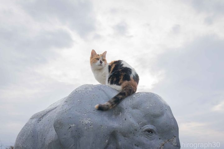 象さんの像と仲良しな三毛猫