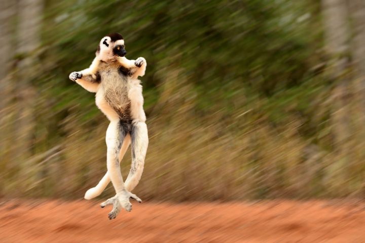 横っ飛びで地上を移動するベローシファカ