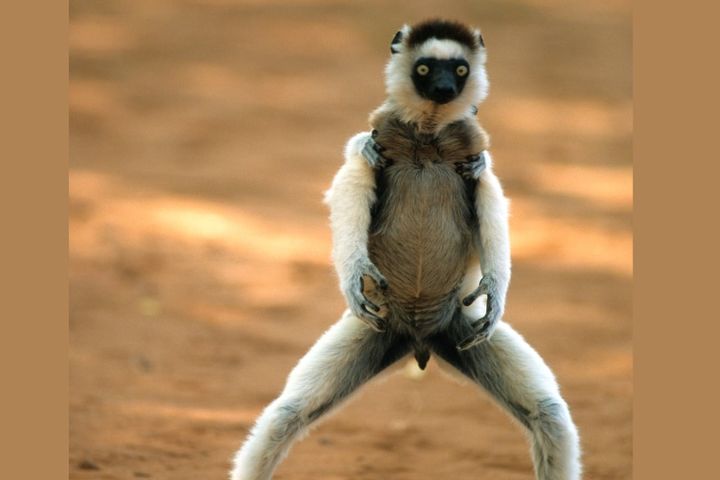 群れの優位なオスは、下位のオスよりも精巣が大きくなる