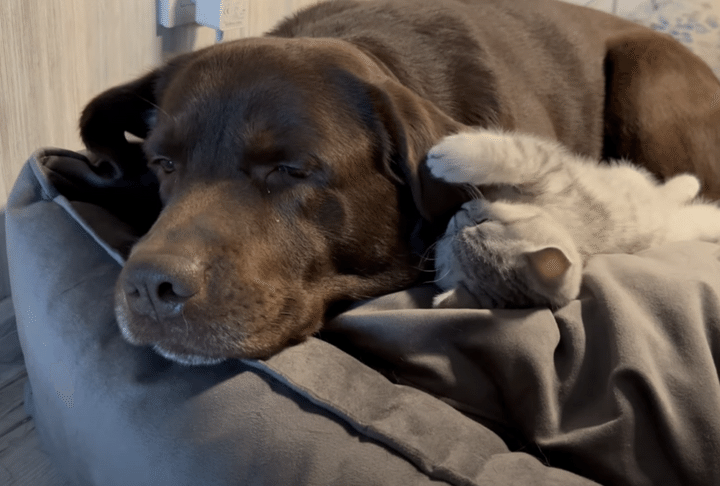 子猫が元気すぎて寝てくれない！ 犬さんの耳で遊んじゃうよ。