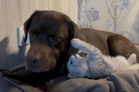 子猫が元気すぎて寝てくれない！ 犬さんの耳で遊んじゃうよ。