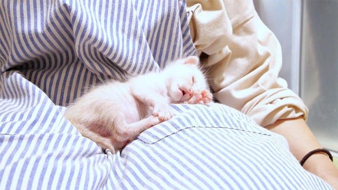 寝落ちした子猫