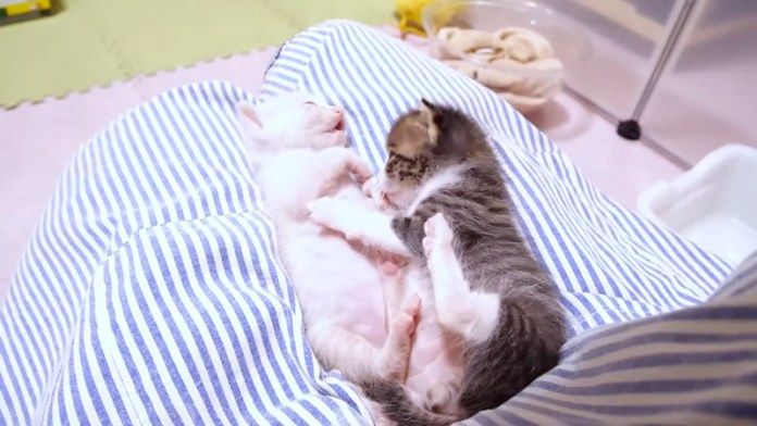 膝の上でじゃれ合う子猫達
