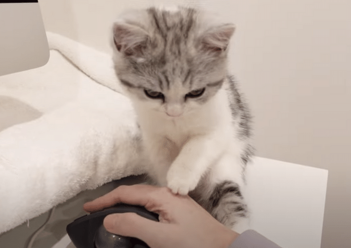 マウスばっかり可愛がらないで！ 子猫のかわいいヤキモチ。