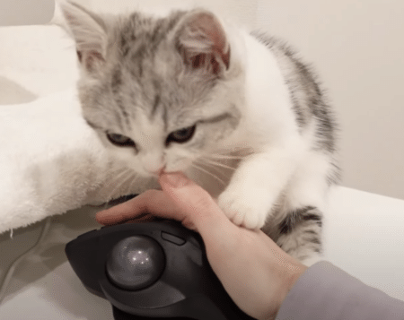 マウスばっかり可愛がらないで！ 子猫のかわいいヤキモチ。