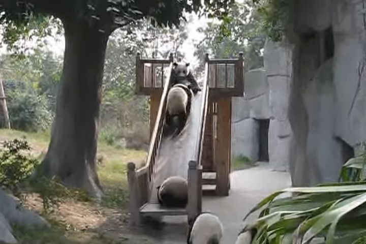 出典：gisellebill