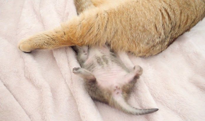 顔を隠された子猫