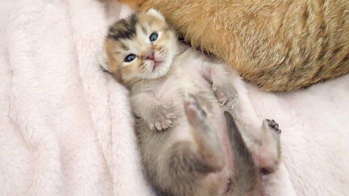 初めて目が合った子猫