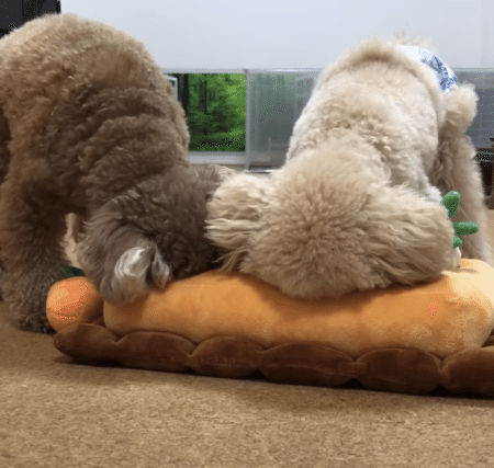 たくさん収穫するよー！ 可愛すぎるトイプードルさん。