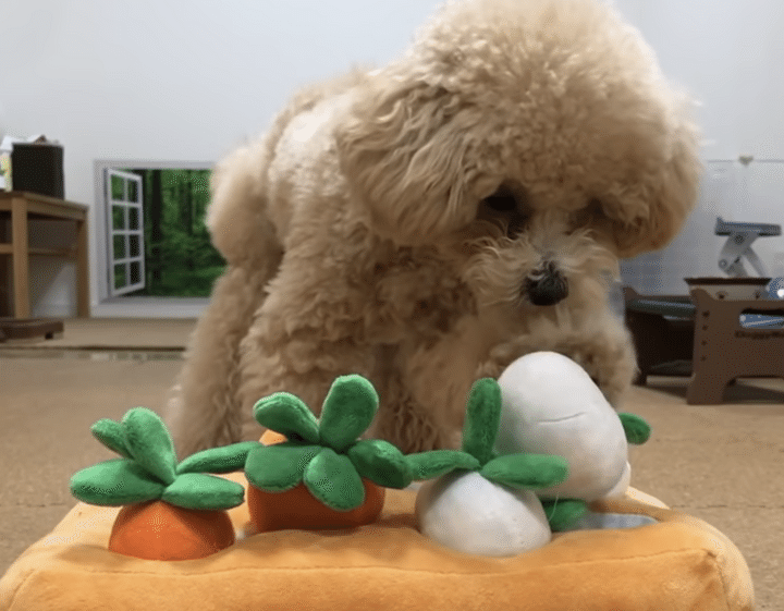 たくさん収穫するよー！ 可愛すぎるトイプードルさん。