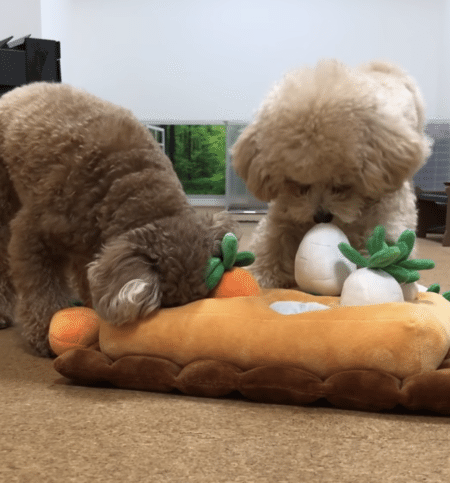 たくさん収穫するよー！ 可愛すぎるトイプードルさん。