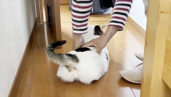 猫が捕まった瞬間