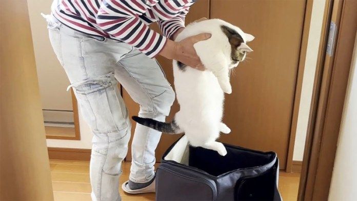 キャリーに入れられる猫