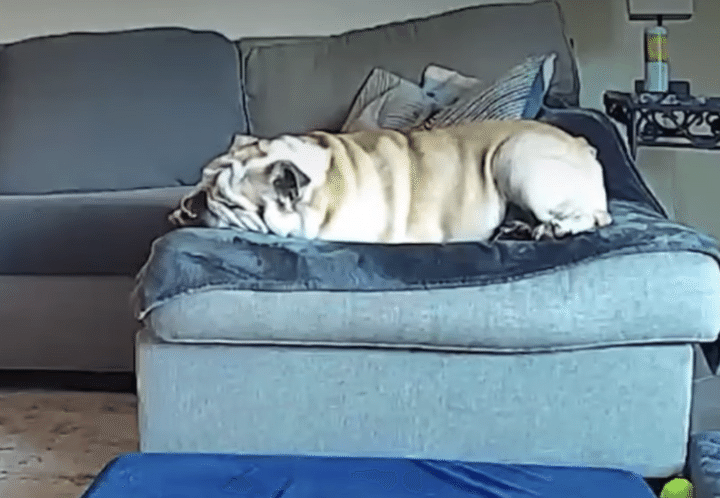 丸っこいもんなぁ。 お昼寝していたブルドッグ、寝返りを打ったら悲劇が！