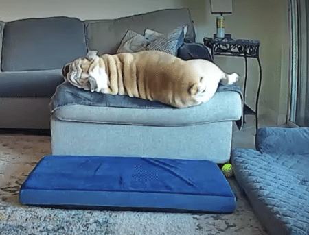 丸っこいもんなぁ。 お昼寝していたブルドッグ、寝返りを打ったら悲劇が！