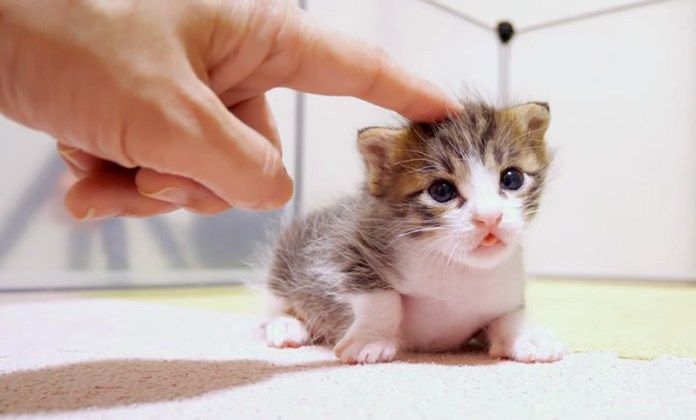 頭をナデナデされる子猫