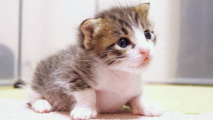 舌が出っ放しの子猫