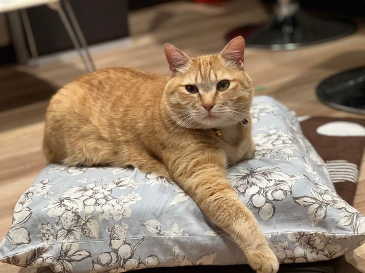 お家の座布団で休憩する茶トラ猫のとらじ君