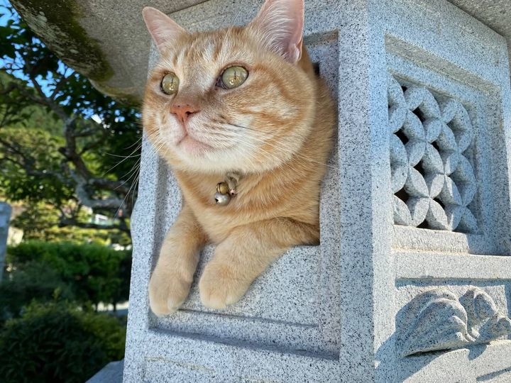 石灯籠の穴でくつろぐ茶トラ猫のとらじ君