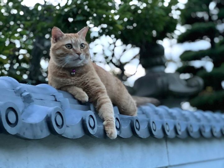 塀瓦でくつろぐ茶トラ猫のとらじ君