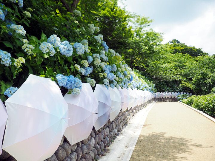 静岡・袋井で風鈴&スイーツをめぐる旅「 遠州三山 風鈴まつり 2024」～夏の音色と涼やかな癒やしを求めて♪～